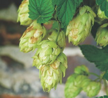 Tylko żeńskie kwiatostany wytwarzają cenne dla zdrowia i urody szyszki. Zbieram je, gdy są żółtozielone.