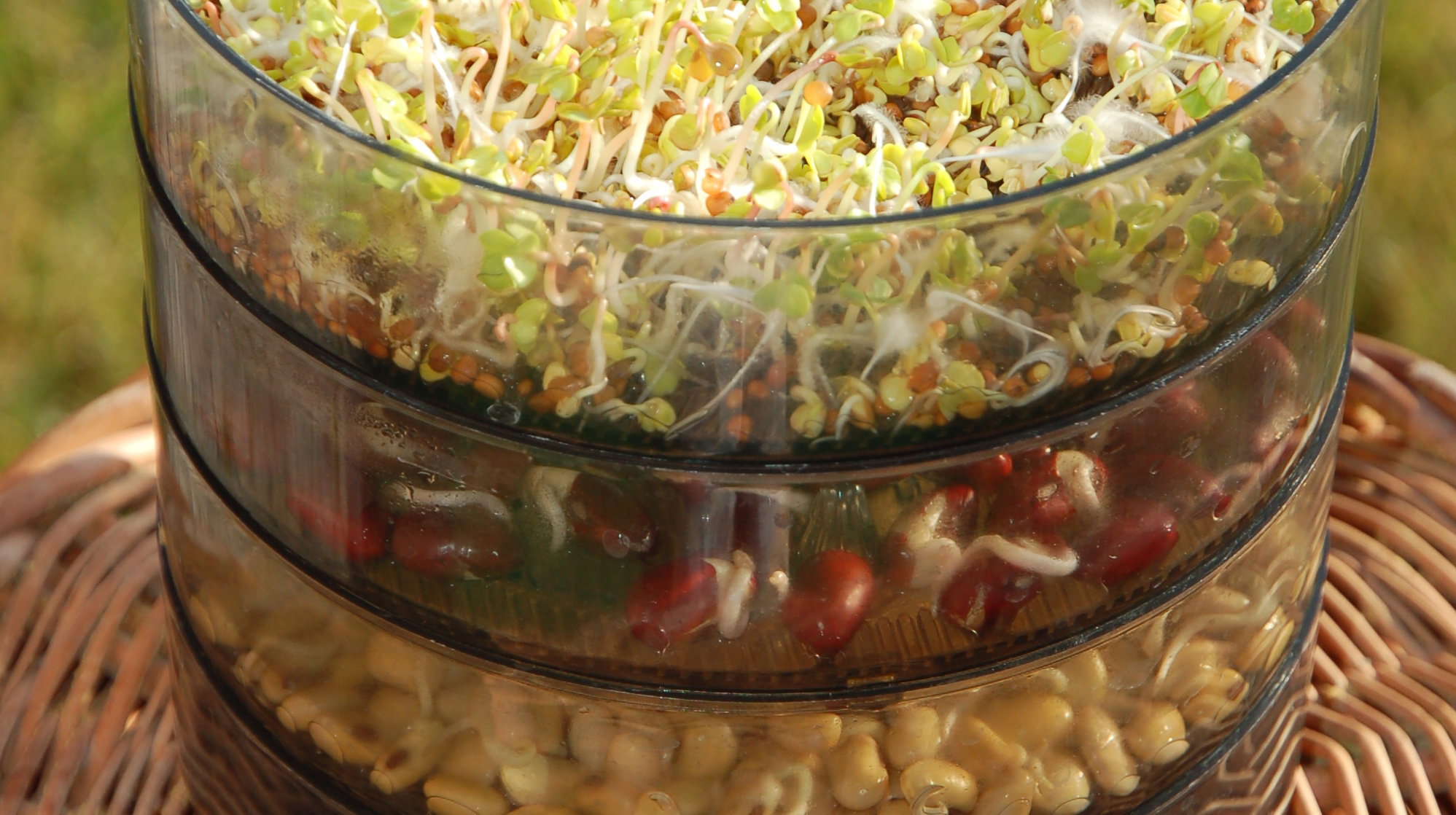 Używając kiełkownicy,
należy pamiętać, aby nawilżać każde z jej pięter osobno. Nasiona potrzebują bowiem natlenionej wody