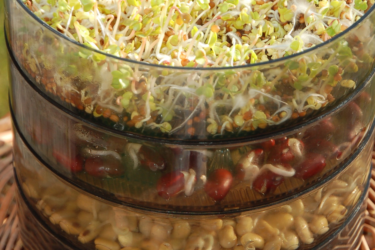 Używając kiełkownicy,
należy pamiętać, aby nawilżać każde z jej pięter osobno. Nasiona potrzebują bowiem natlenionej wody