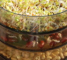 Używając kiełkownicy,
należy pamiętać, aby nawilżać każde z jej pięter osobno. Nasiona potrzebują bowiem natlenionej wody