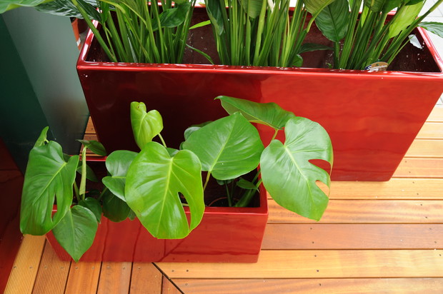 W okresie letnim filodendron podlewam regularnie i obficie, a zasilam co dwa tygodnie. Natomiast zimą ograniczam nawadnianie i nawożę roślinę tylko raz w miesiącu.