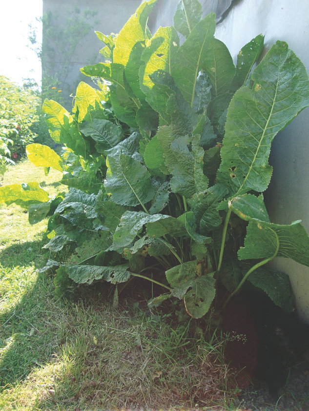 Warzywo dobrze rośnie na glebach piaszczystych.