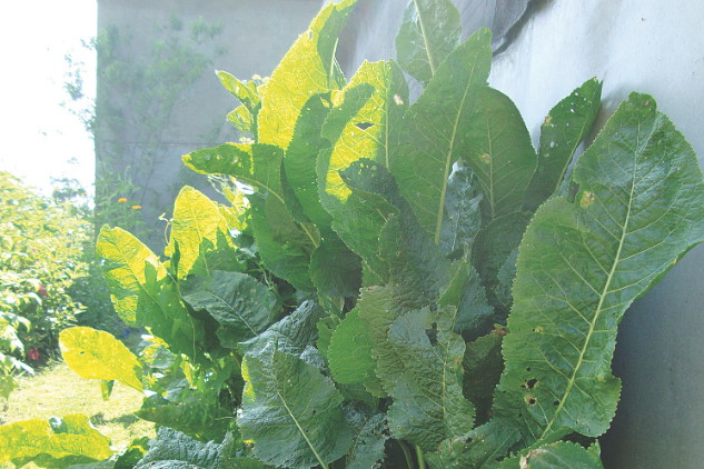 Warzywo dobrze rośnie na glebach piaszczystych.