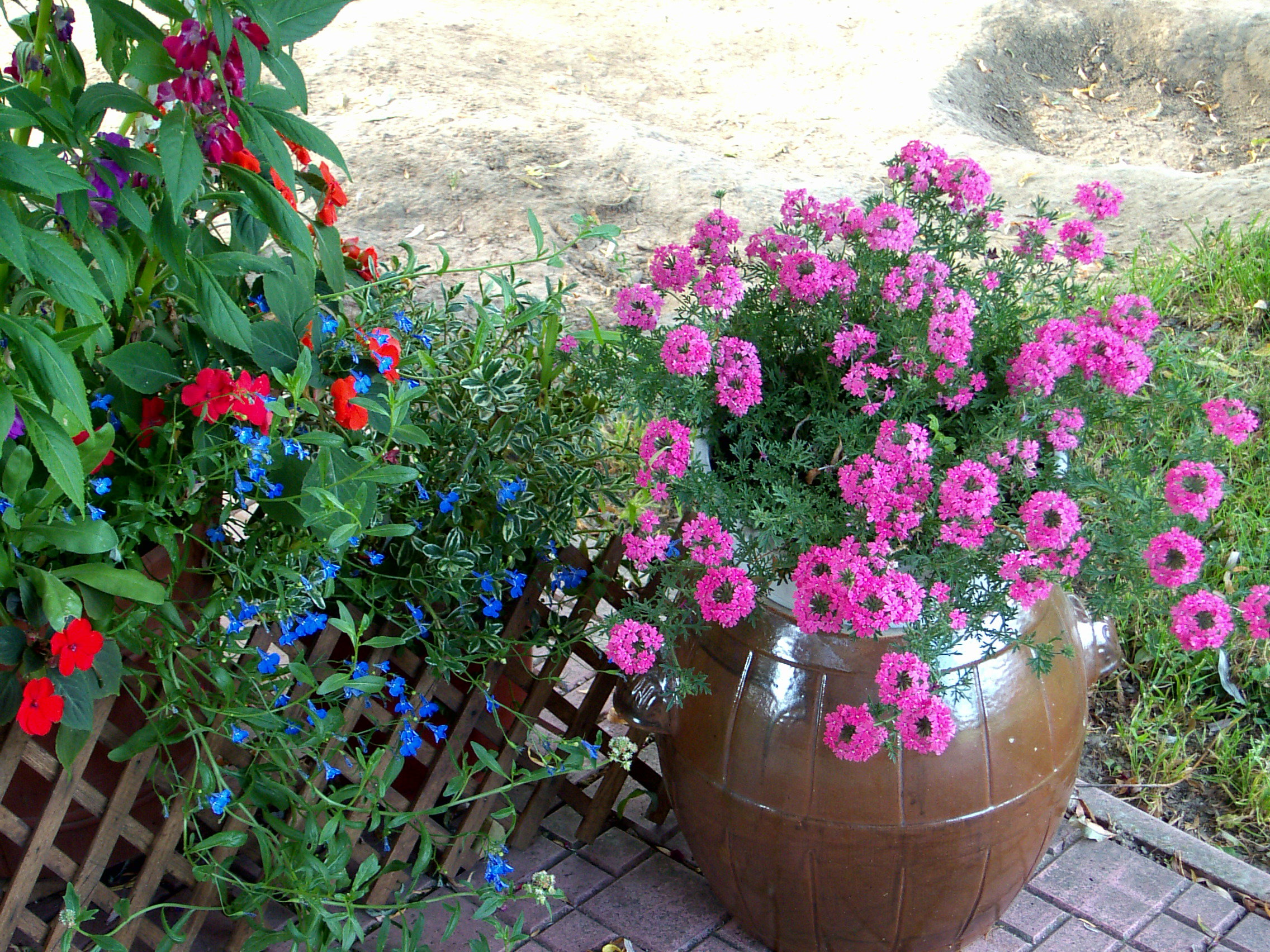 werbena w glinianej beczce