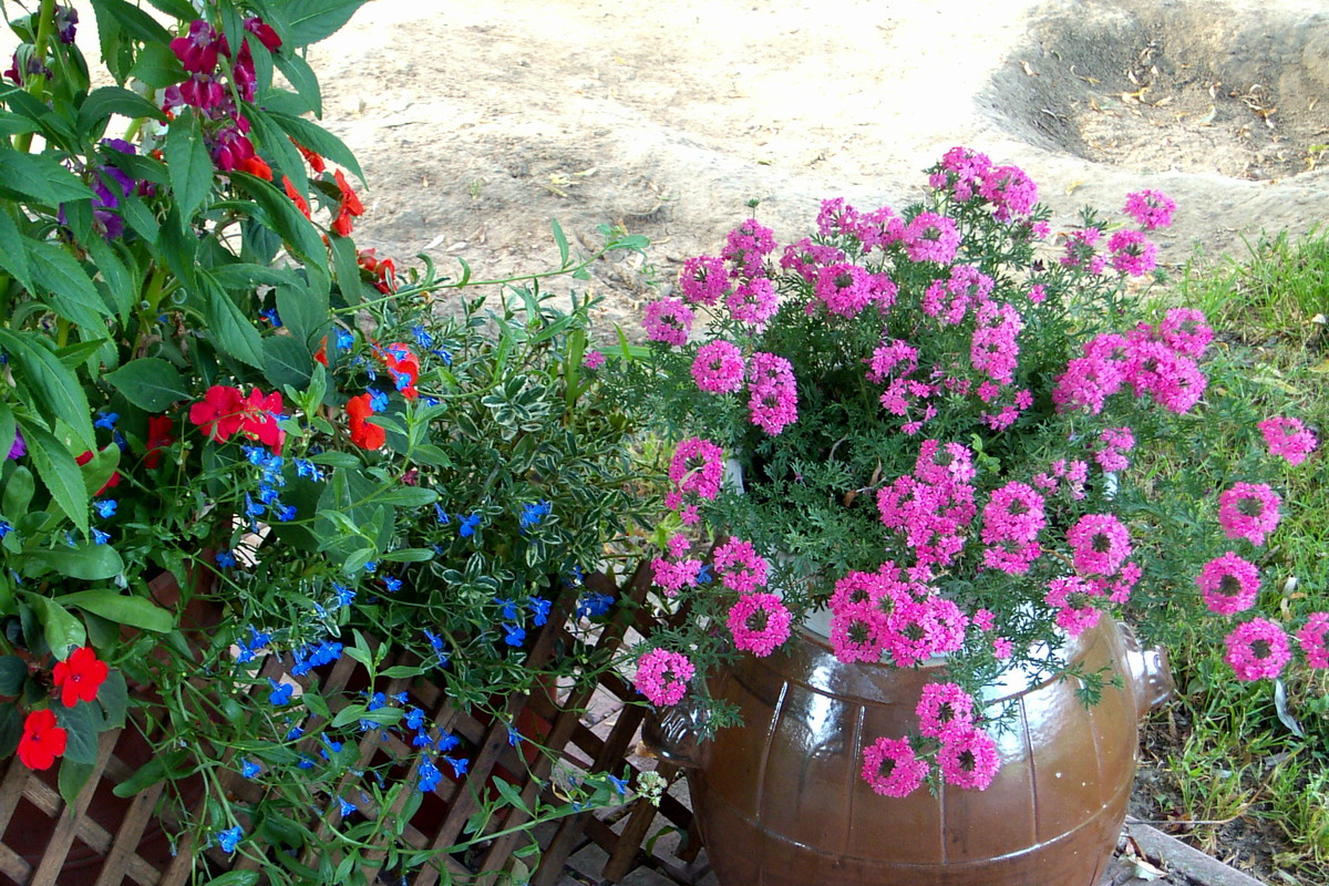 werbena w glinianej beczce