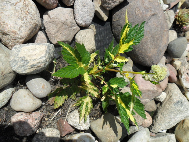 Wiązówka błotna variegata z kwiatem (czerwiec), ale chyba jej ozdobą są jednak liście