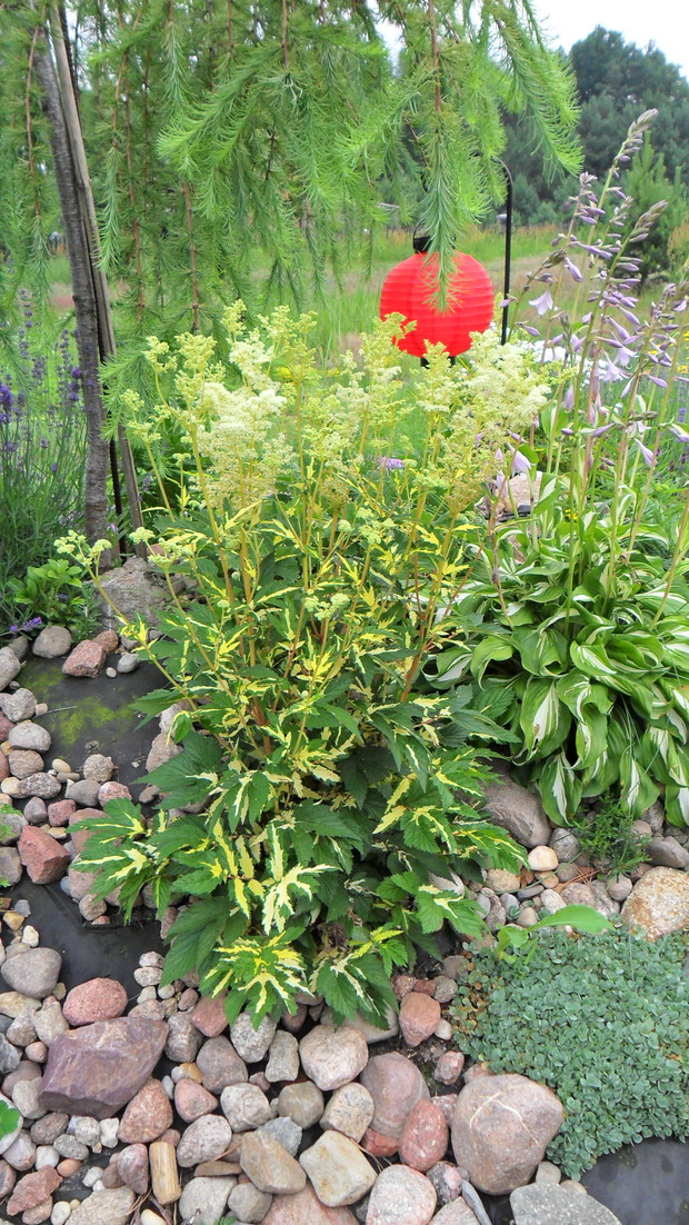 Wiązówka błotna variegata ze swoimi wiechami kwiatowymi