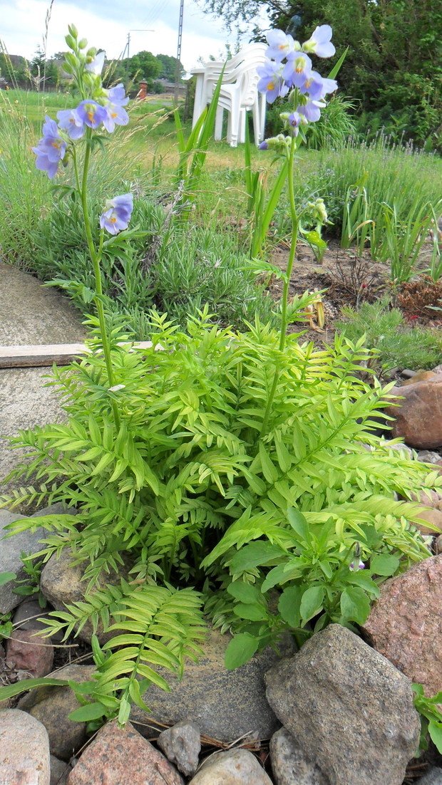 Wielosił błękitny