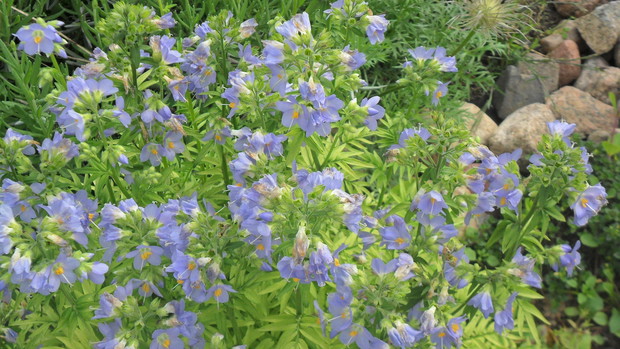 Wielosił błękitny