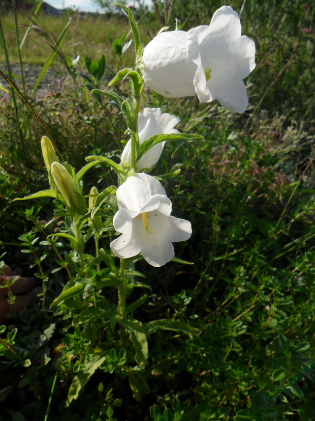 Wydaje mi się, że jest to dzwonek