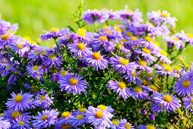 Wymienione wcześniej gatunki nazywa się zwyczajowo marcinkami