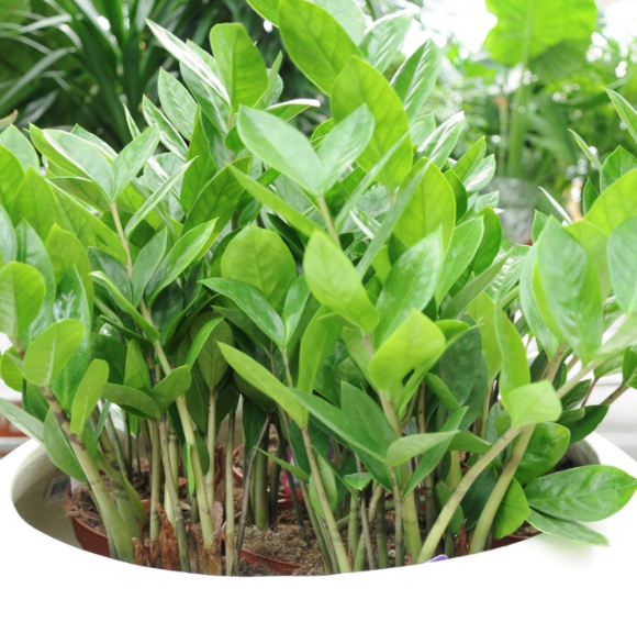 Zamiokulkas nie lubi nadmiernego podlewania. Lepiej przez kilka dni go przesuszyć, niż zalać.