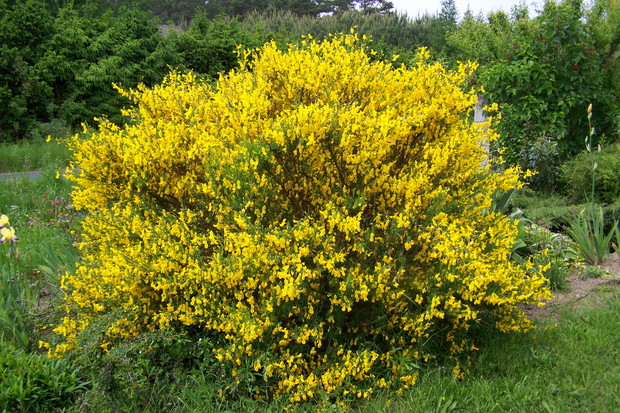 żarnowiec, lekko przecięty, gdyż pod wpływem deszczu strasznie się kładły mu łodygi