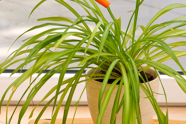 Zielistka odfiltrowuje z powietrza szkodliwe substancje