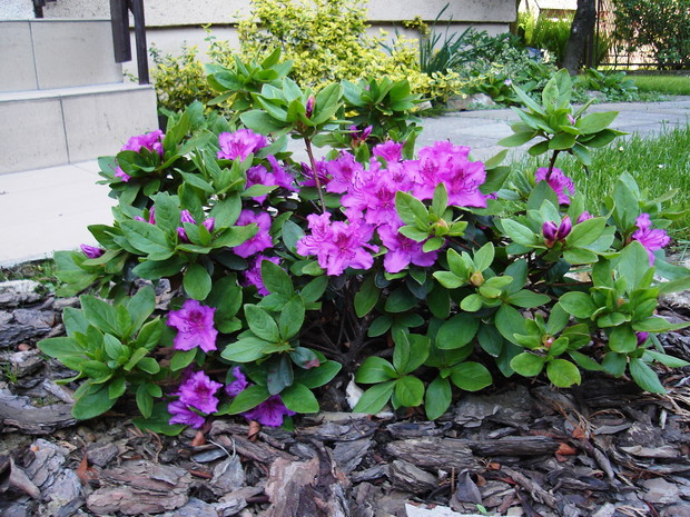 Aby kora spełniała swe zadanie, trzeba usypać z niej warstwę grubości 5–10 cm.