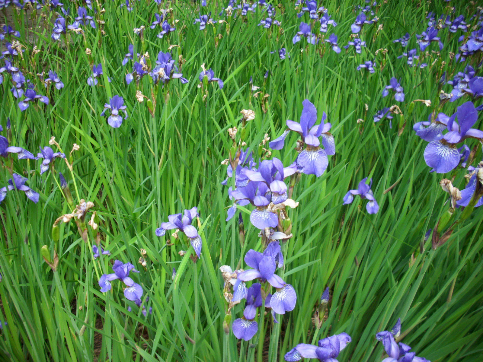 Aby kosaćce syberyjskie pięknie kwitły, wystarczy im zapewnić odpowiednio wilgotne podłoże. 