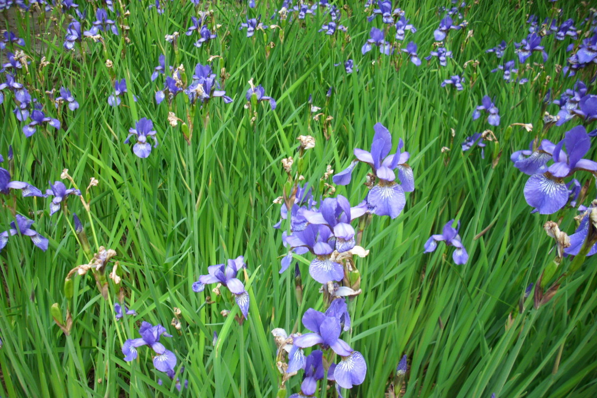 Aby kosaćce syberyjskie pięknie kwitły, wystarczy im zapewnić odpowiednio wilgotne podłoże.