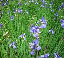 Aby kosaćce syberyjskie pięknie kwitły, wystarczy im zapewnić odpowiednio wilgotne podłoże.