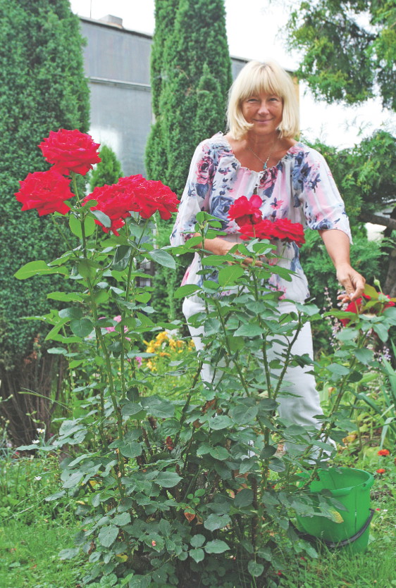 Aby wyhodować nowe krzewy, późnym latem z rośliny matecznej ucinamy kilkunastocentymetrowe fragmenty pędów. Sadzimy je do pojemnika wypełnionego mieszanką piasku z torfem. Dobrze podlewamy. 