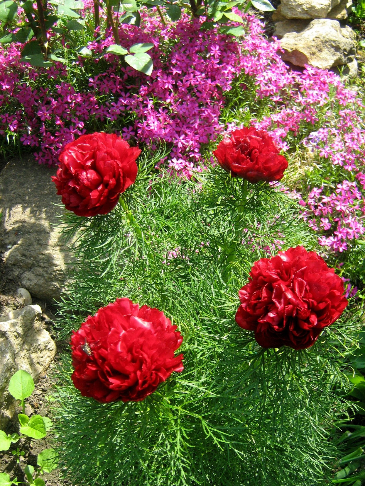 Aby zapobiec niszczeniu cebul przez nornice, warto sadzić je odpowiednio zabezpieczone, np. w koszykach. Można też wkopać w glebę ograniczniki z grubej folii lub miękkiej blachy.  
