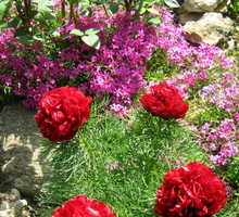 Aby zapobiec niszczeniu cebul przez nornice, warto sadzić je odpowiednio zabezpieczone, np. w koszykach. Można też wkopać w glebę ograniczniki z grubej folii lub miękkiej blachy.