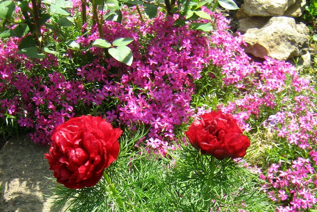 Aby zapobiec niszczeniu cebul przez nornice, warto sadzić je odpowiednio zabezpieczone, np. w koszykach. Można też wkopać w glebę ograniczniki z grubej folii lub miękkiej blachy.