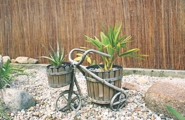 Agawy i szorstkowce dobrze znoszą polską zimę, dużo gorzej zbyt mokre jesień, wiosnę i lato. Dlatego warto trzymać je w miejscu, gdzie ziemia nie będzie zanadto wilgotna. Można po prostu pozostawić je w doniczkach.
