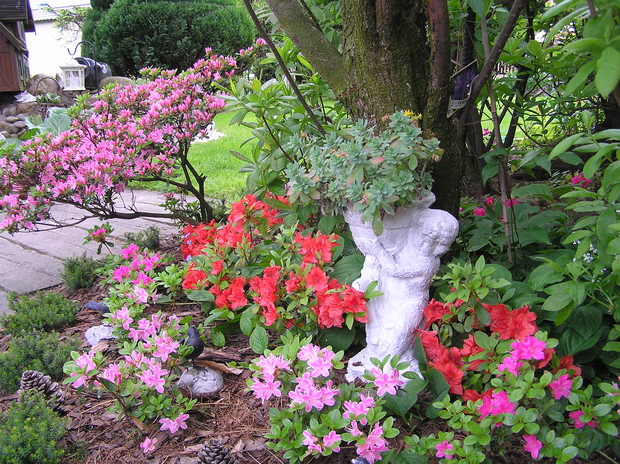  Azalia jest to cudowny kwiat ,który zwiastuje nadejście pięknego lata.