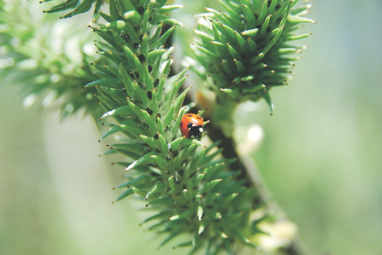 Biedronki zamieszkują łąki i zarośla. Zimują w ściółkach, wśród opadniętych liści.