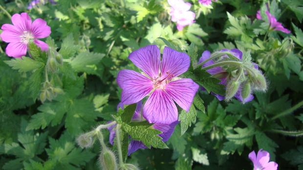 Bodziszek wspaniały kwitnie od czerwca do sierpnia.