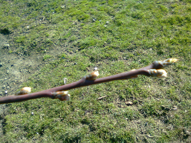 Brzoskwinia - następna niecierpliwa ;)