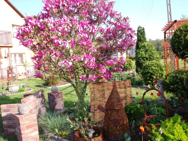 Ceglana ławeczka pod magnolią