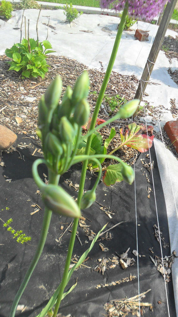 Czosnek ozdobny Nectaroscordum