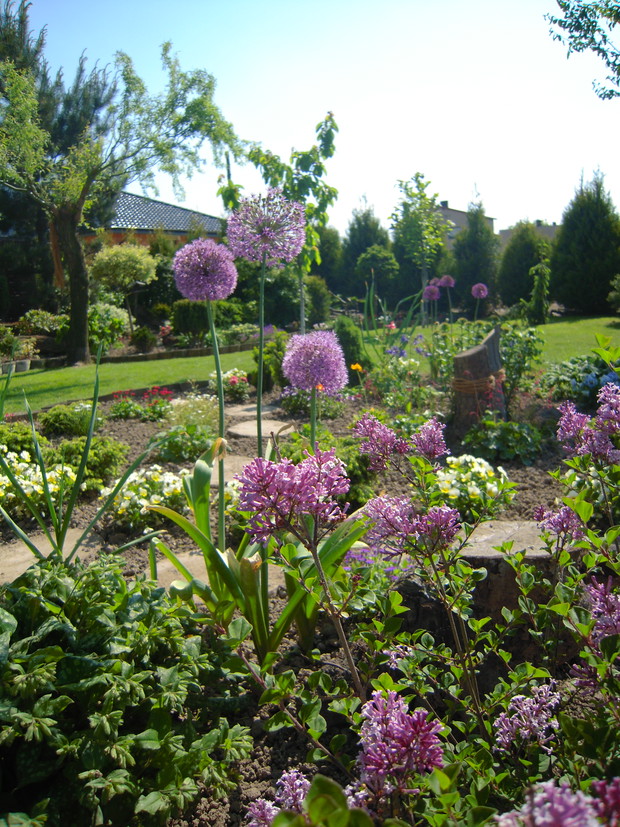 Czosnki ozdobne pasują do klimatu wiejskiego ogródka.