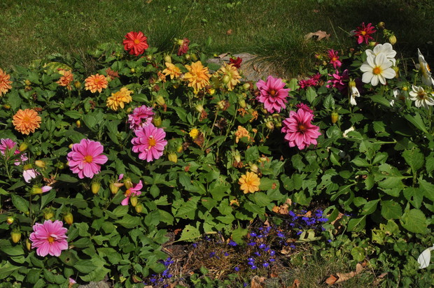 Dalie lubią słoneczne stanowiska i przepuszczalną glebę.