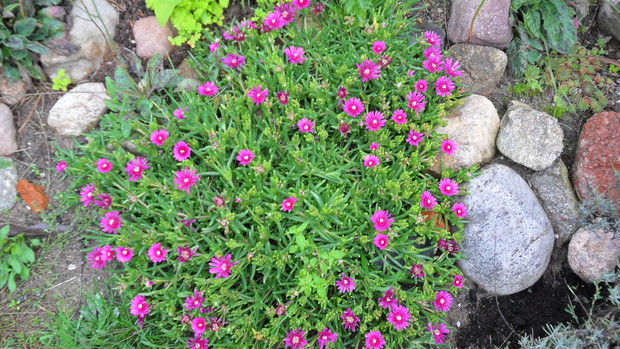 Delosperma