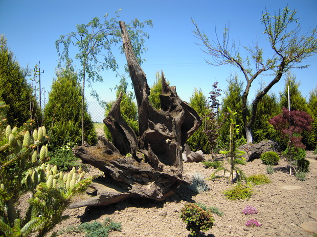 Do ozdoby używam korzenie o ciekawych kształtach, które znalazłam w lesie.