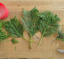 Do rozmnożenia żywotnika potrzebne są jednoroczne pędy zerwane z piętką