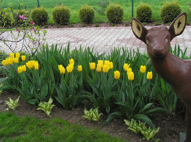 dobrze jej w tym towarzystwie żółtym tulipanowym