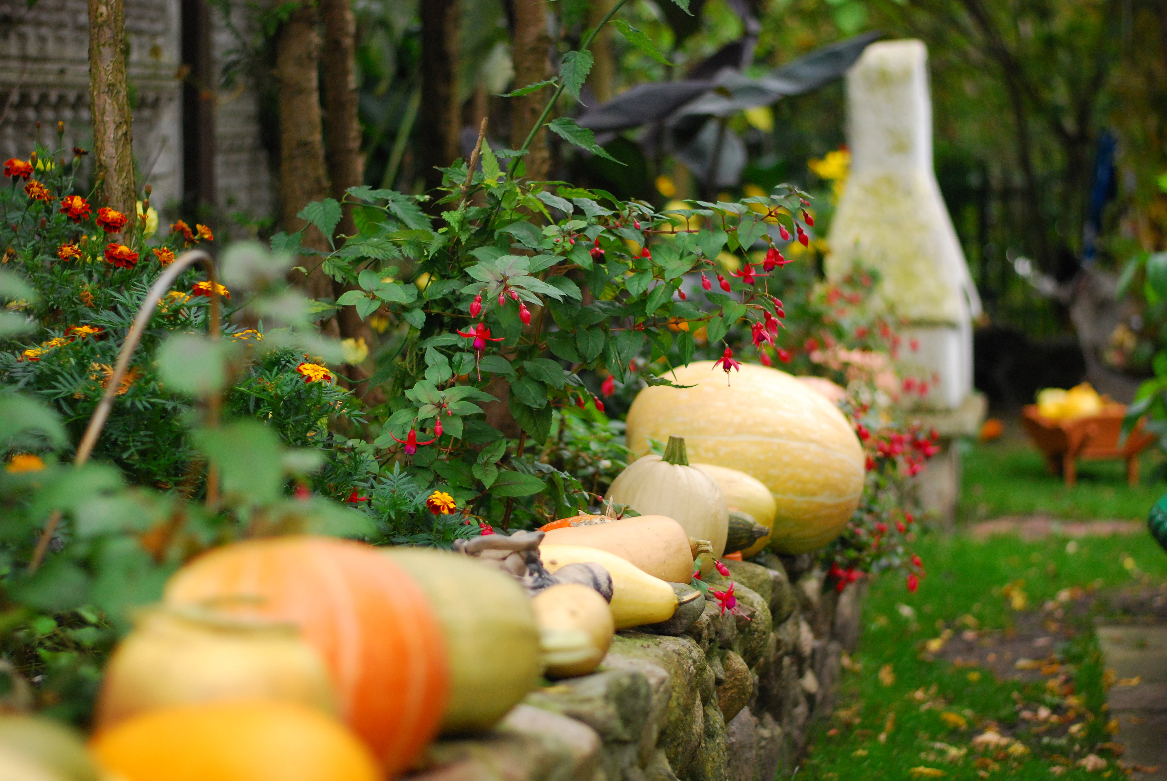 dynie w moim ogrodzie to wspaniała dekoracja, rozświetlają także cały ogród