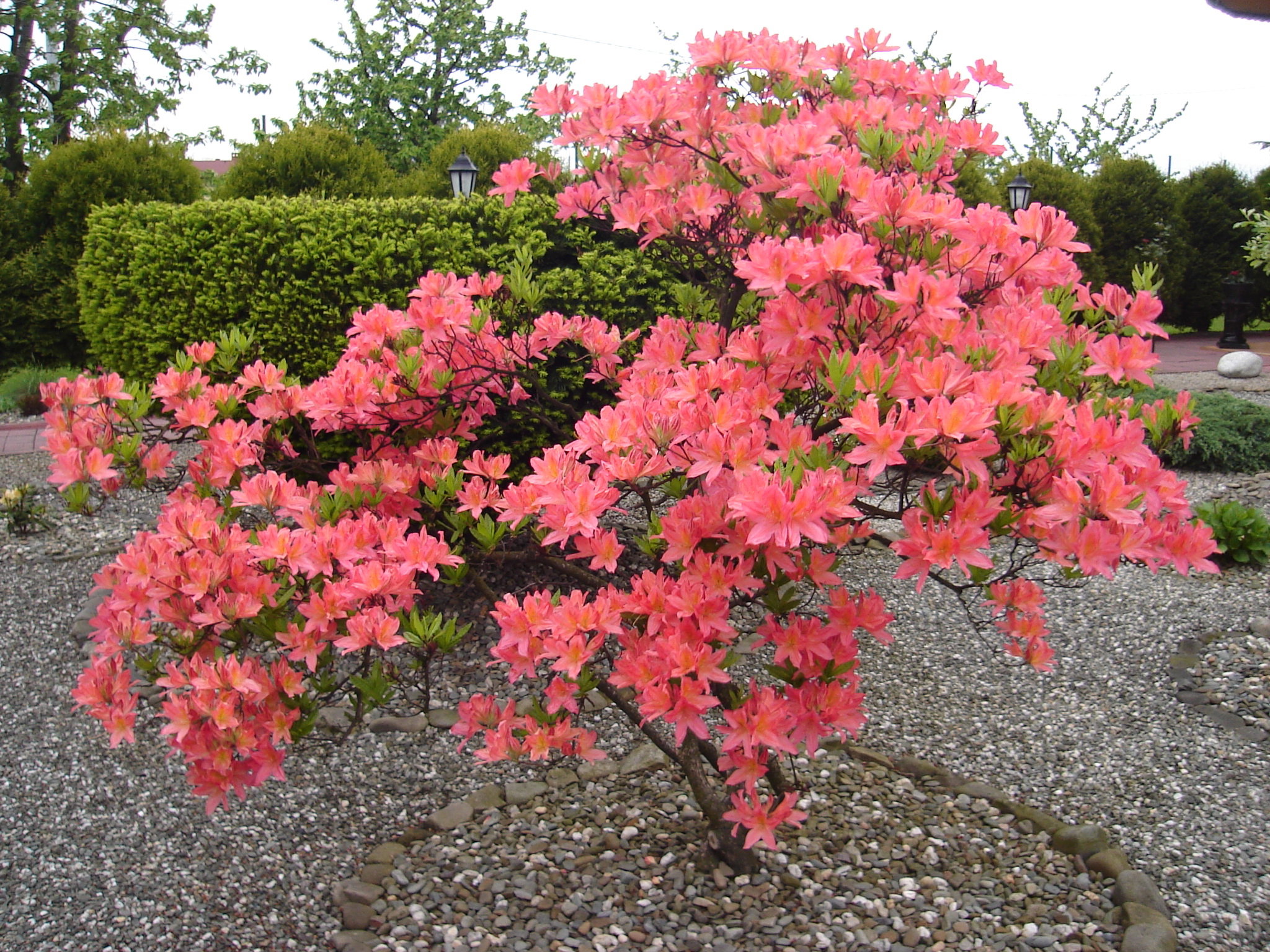 Dzięki własnym nasadzeniom można doczekać się bogatej i barwnej kolekcji różaneczników i azalii.