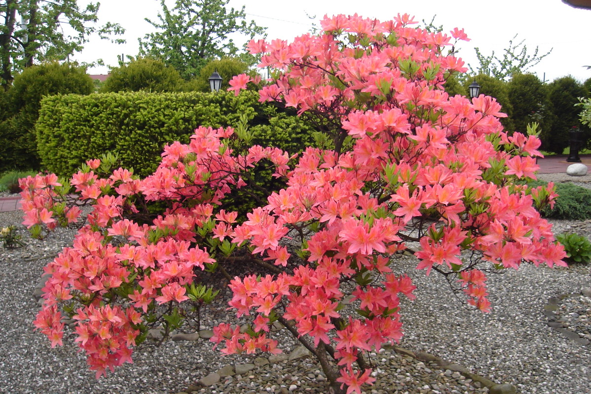 Dzięki własnym nasadzeniom można doczekać się bogatej i barwnej kolekcji różaneczników i azalii.