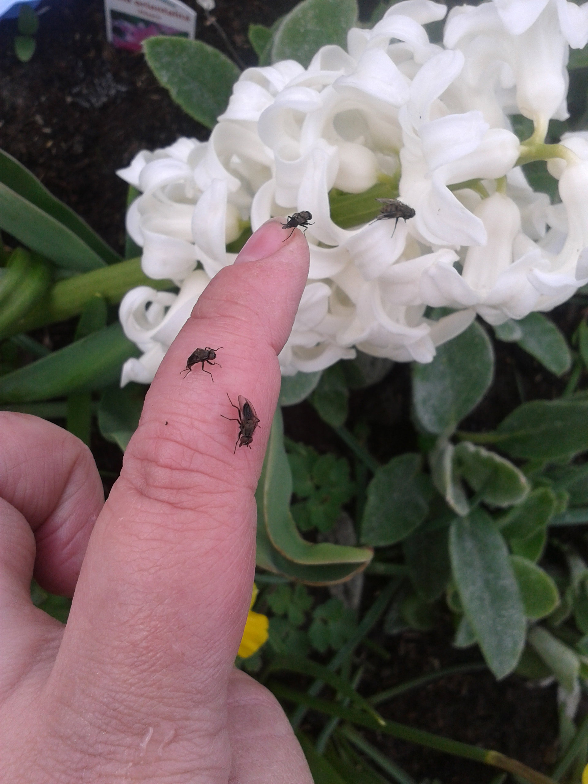 HIACUNT 
END 
BZYKUSZKI