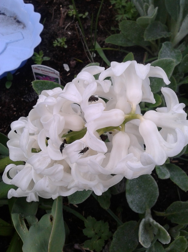 HIACYNT
END
BZYKUSZKI