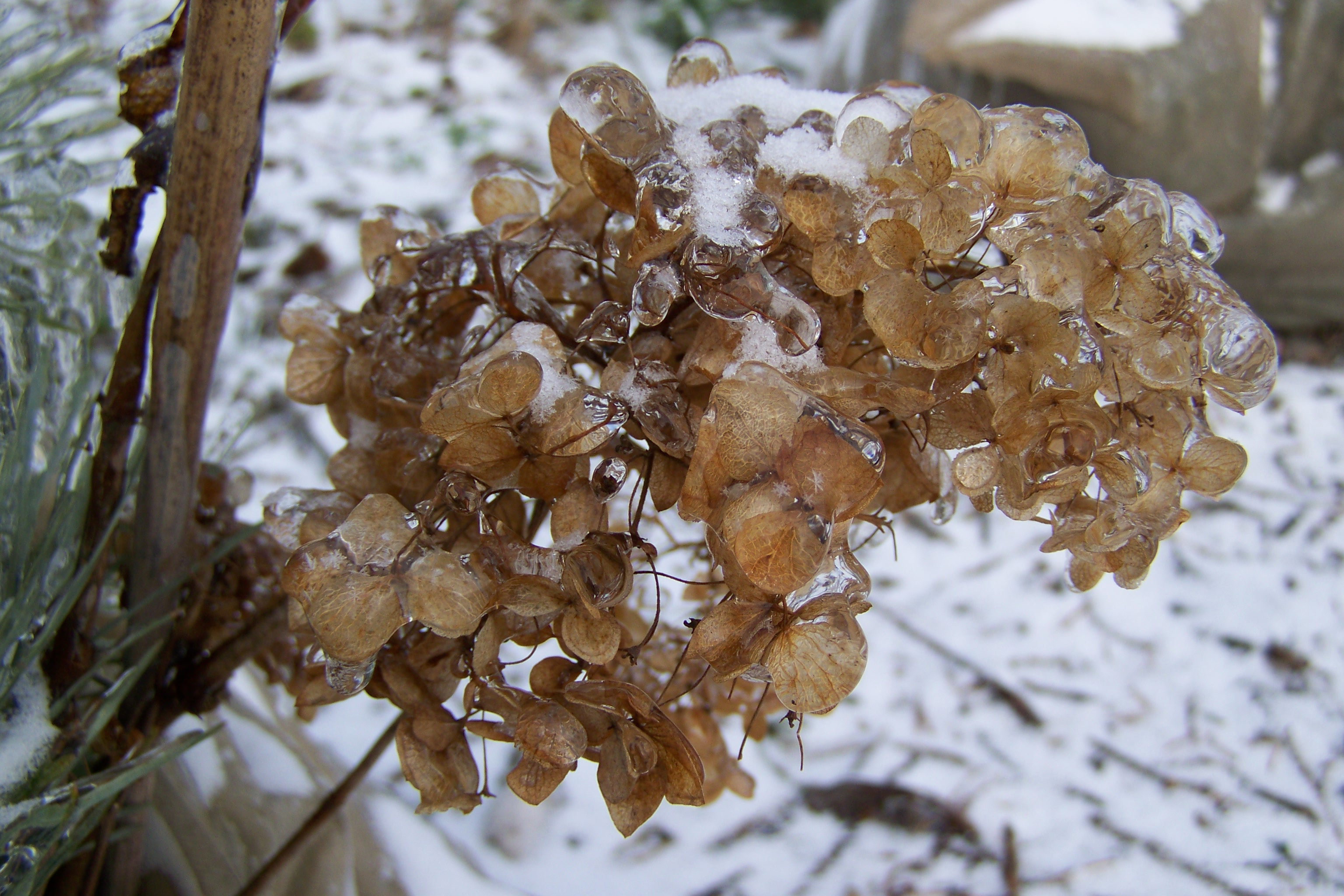 Hortensja krzaczasta "Anabelle" pięknie prezentowała się nawet zimą, mam nadzieję, że mróz nic jej nie zrobił i będzie nadal cieszyć moje oczy