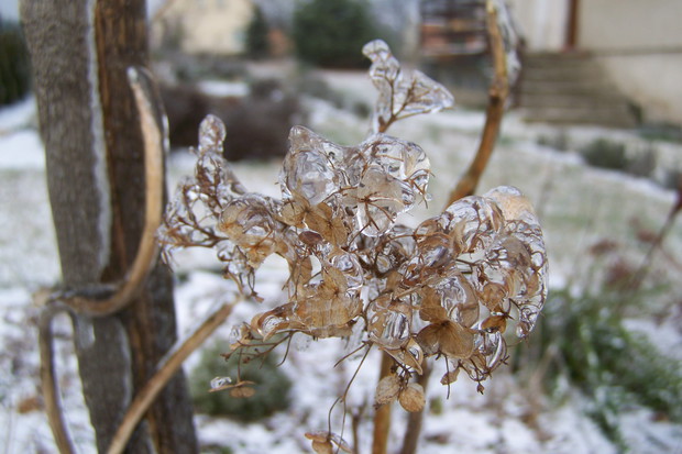 Hortensja krzaczasta "Anabelle"