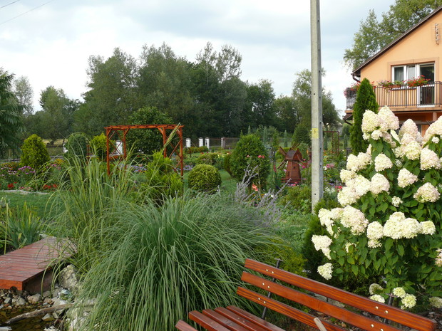 Hortensja nad oczkiem wodnym