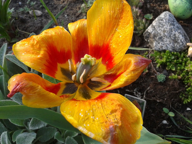 JEDYNY
TULIPAN Z TEJ ODMIANY
KWITŁ 3 TYGODNIE