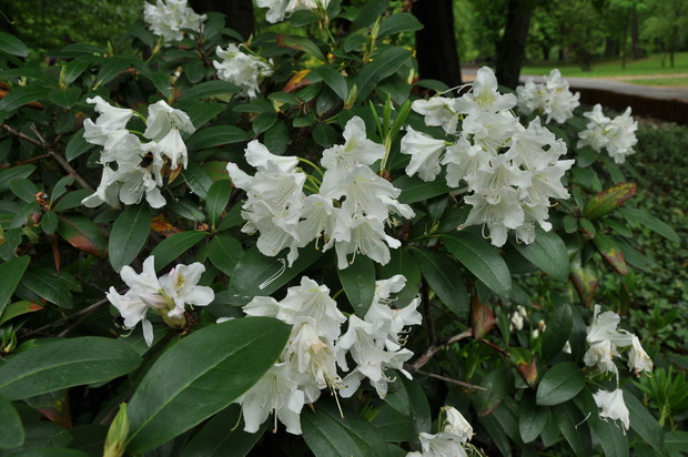 Jeśli chcemy, aby różanecznik ładnie się rozkrzewiał, wiosną powinniśmy uszczykiwać pąki 
na najwyższych gałązkach.
