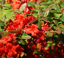 Jeśli decydujemy się na te wyjątkowe rośliny, przeznaczmy im sporo przestrzeni.